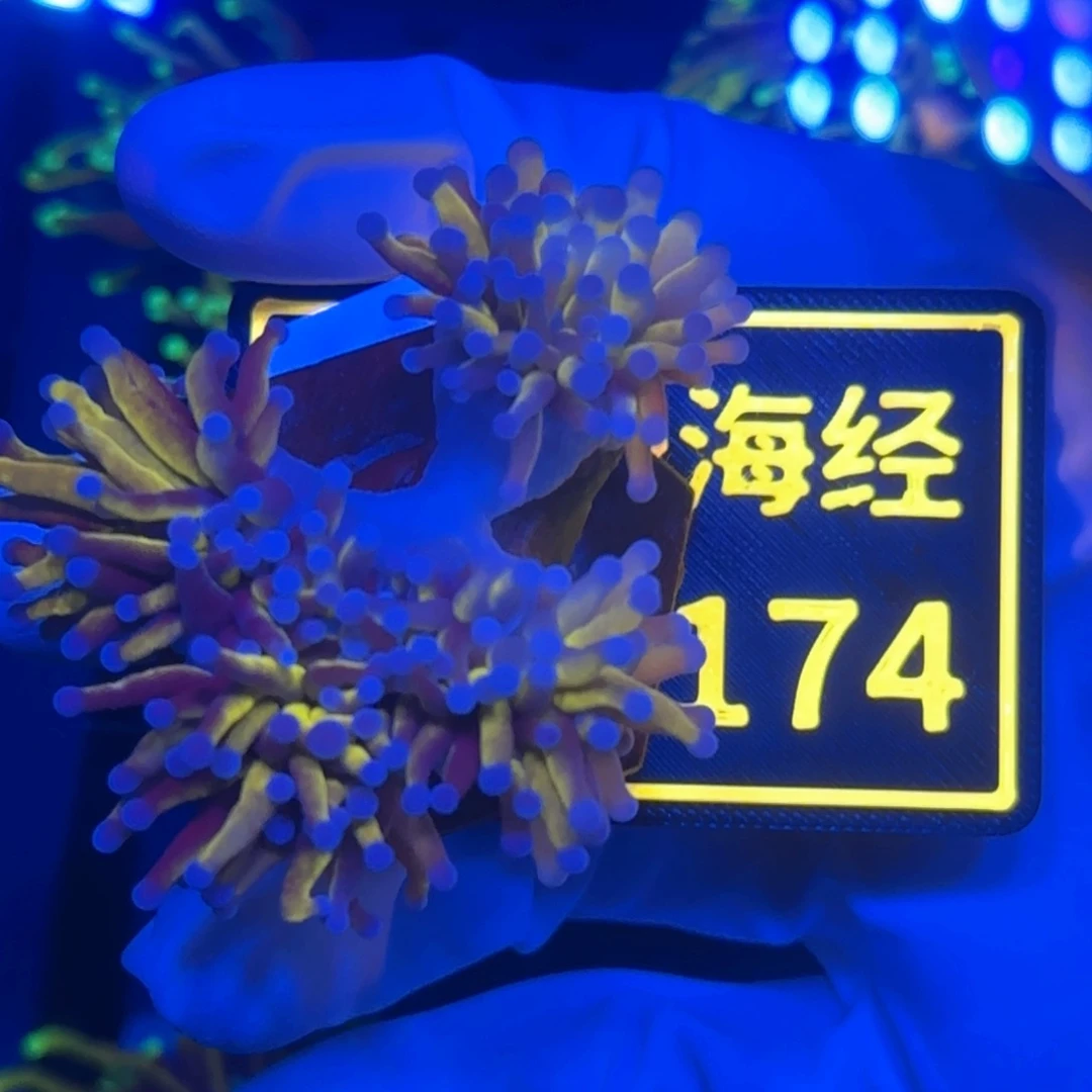纽扣珊瑚弥*又又不包邮脱藻宿务金B174