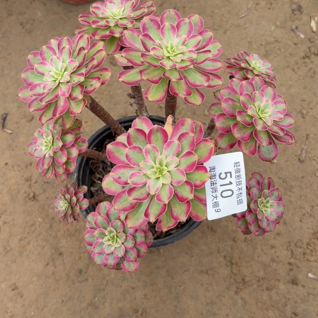 510清颜多肉植物法师