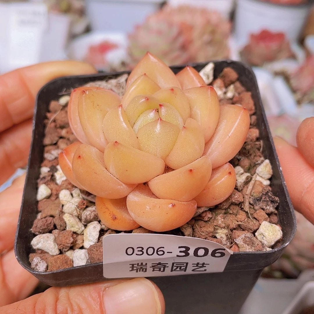 00000000000306量拍