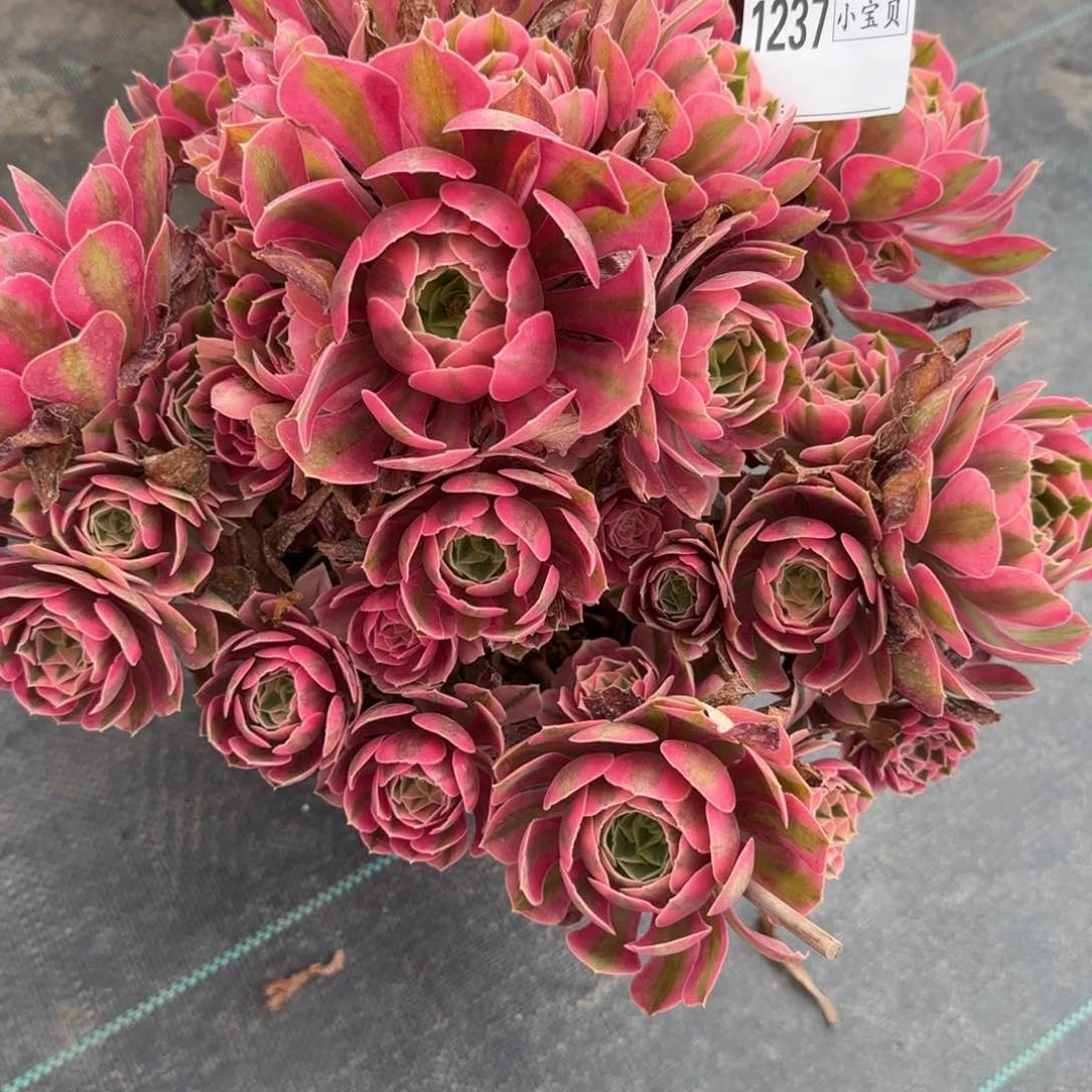 喵***萌粉女巫多肉1237多肉