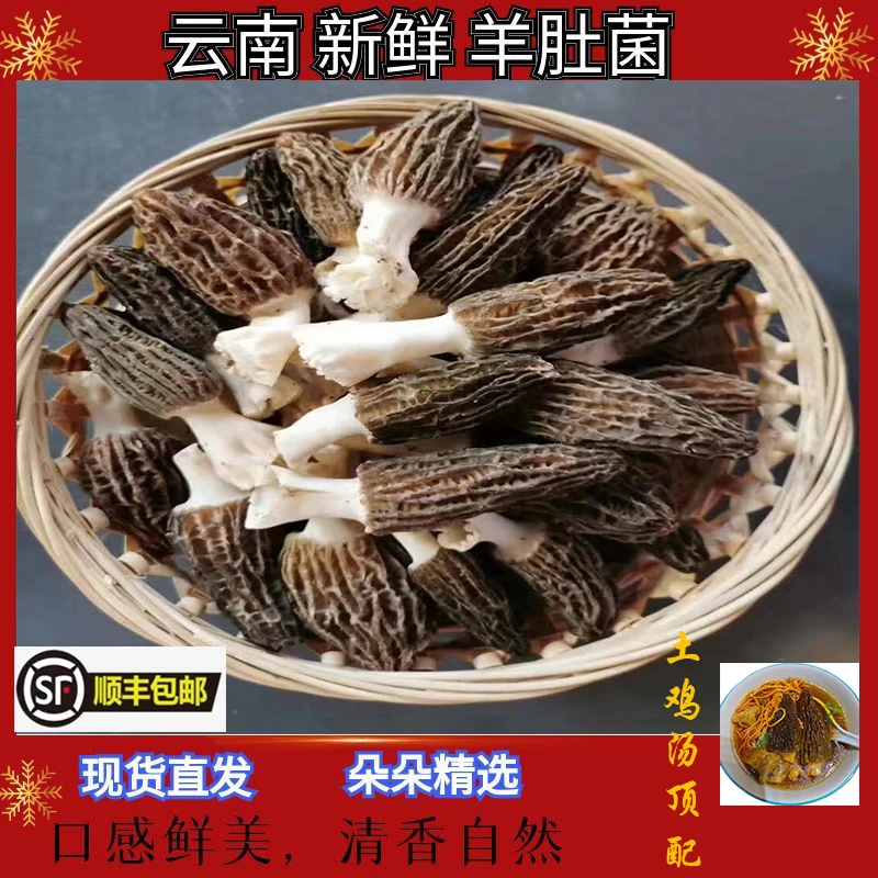 云南特产头茬新鲜剪脚羊肚菌煲汤佳品菌菇菌子头茬羊肚菌正宗