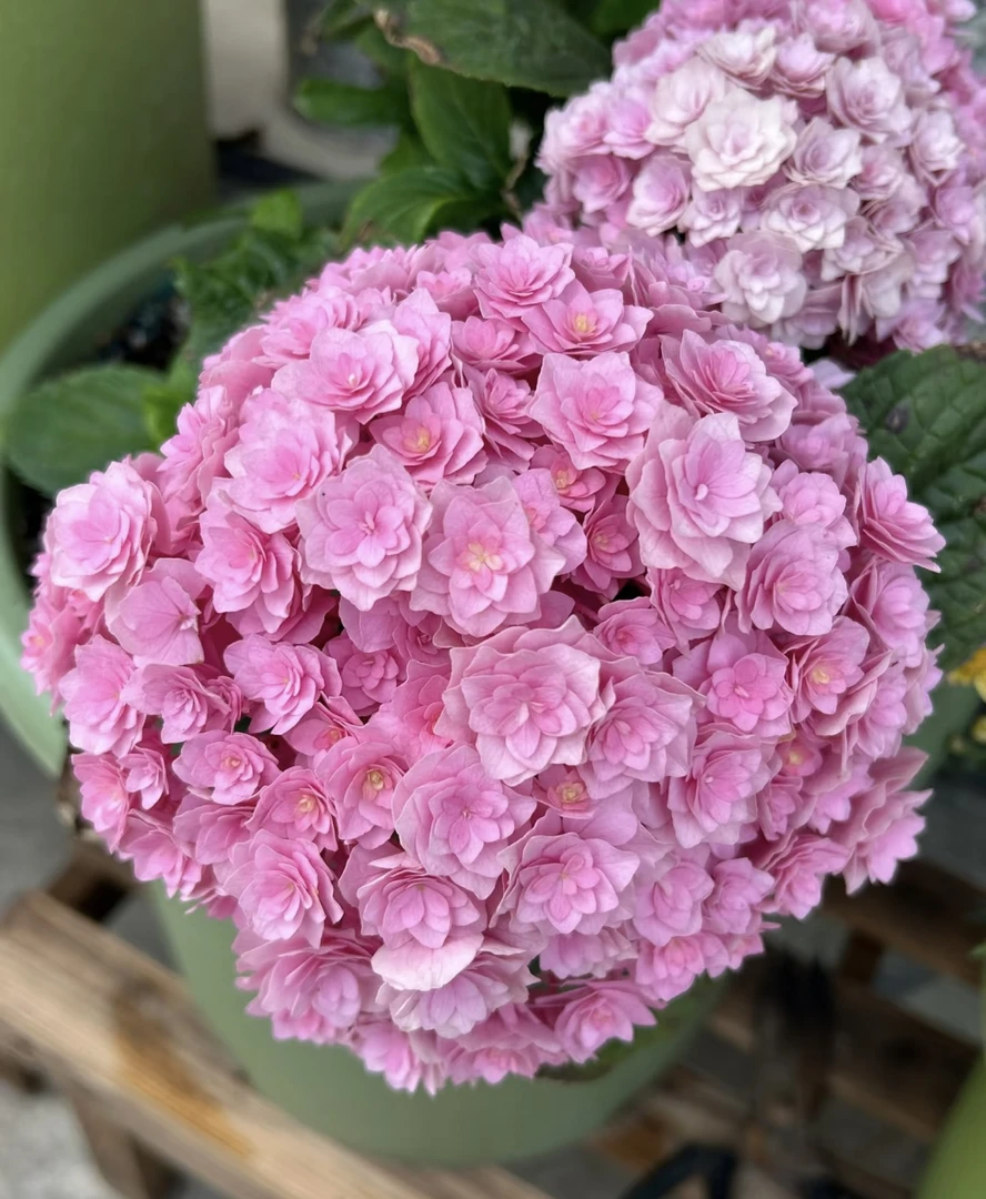 【新疆包邮】太阳神殿绣球花盆栽室内外好养可过冬