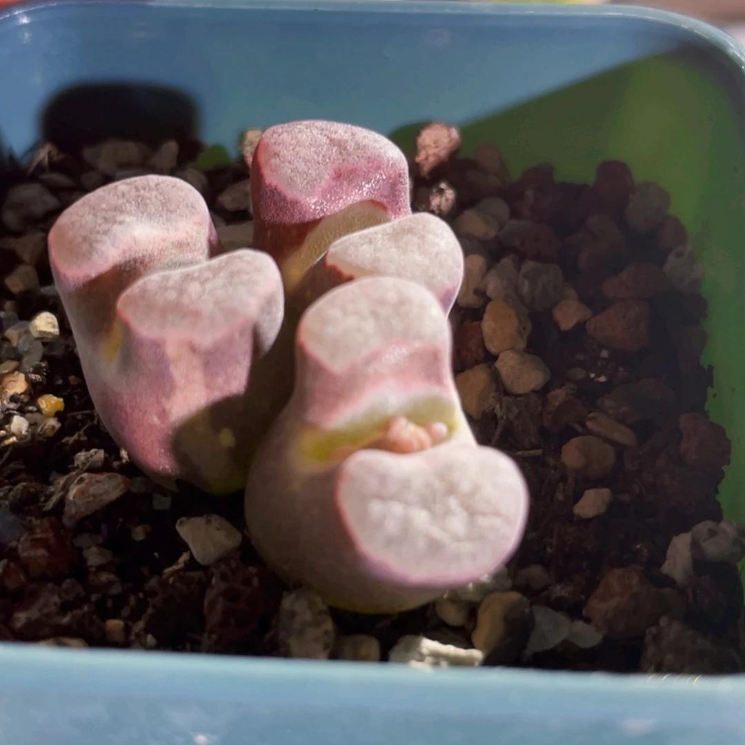 磁铁锦风铃植物一物一拍
