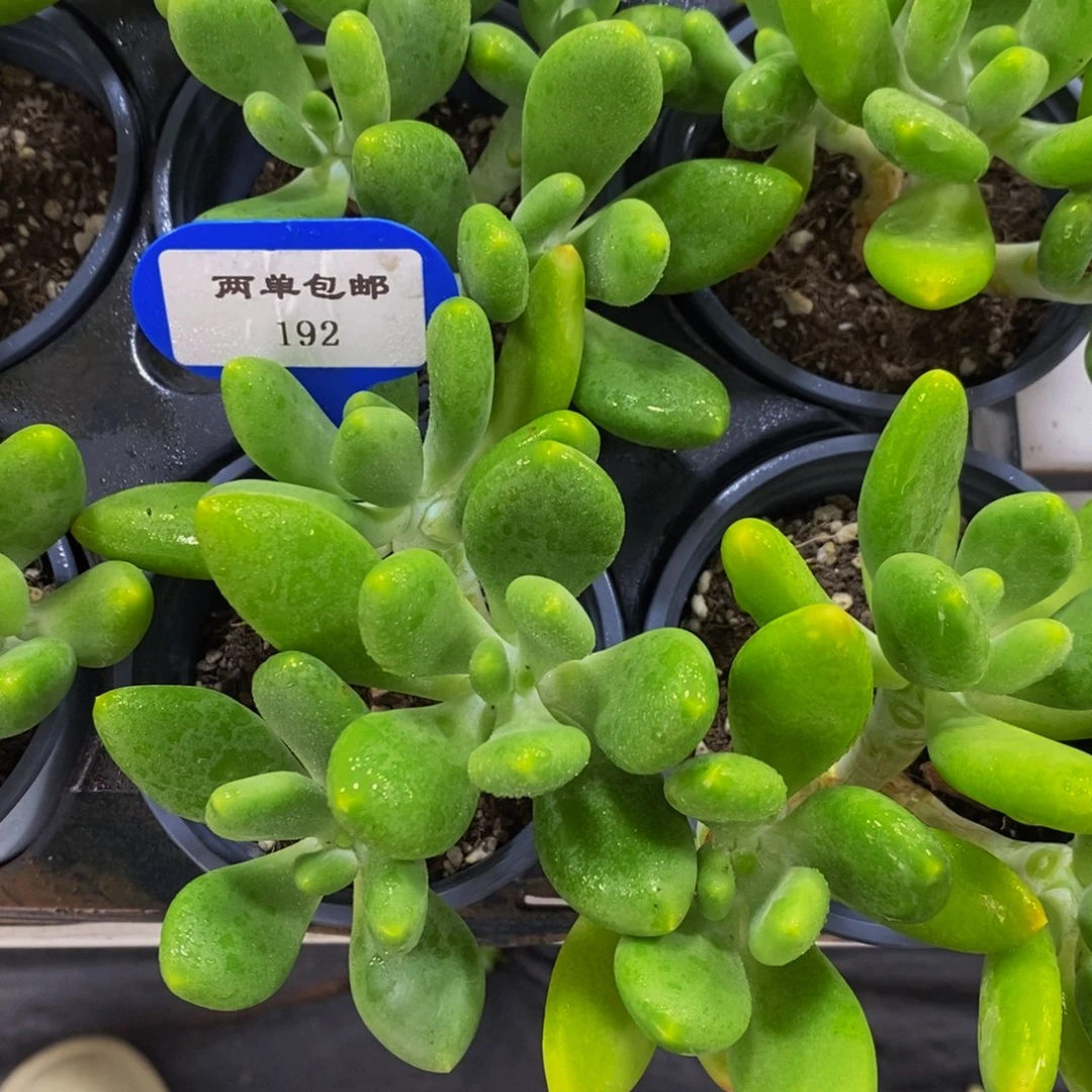 192-精品母本金蟾一个