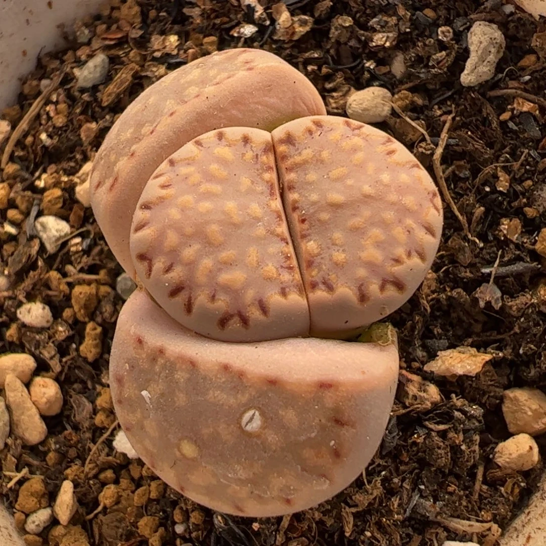 061多肉植物百科