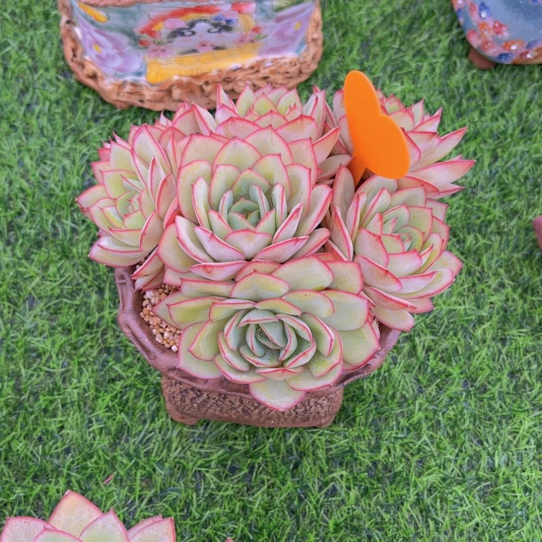 浅***语666号多肉植物一物一拍就