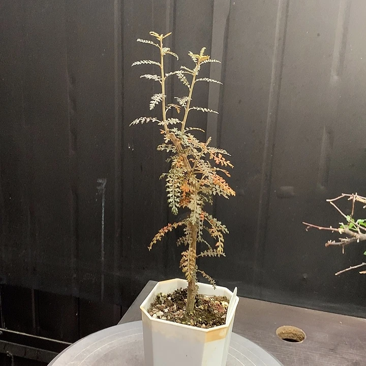 524索科特拉乳香哈哈哈哈