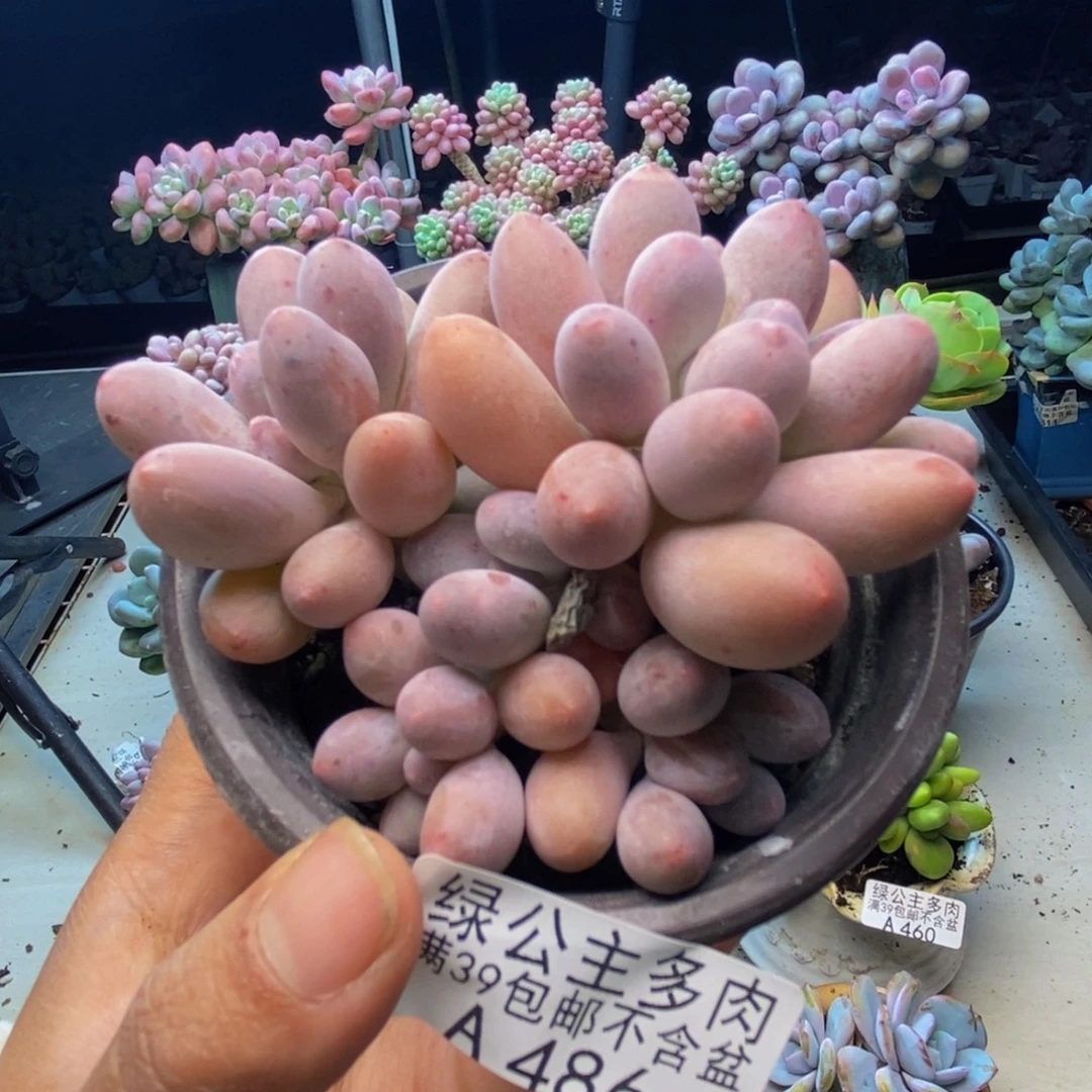 486丸叶汤圆多肉8cm