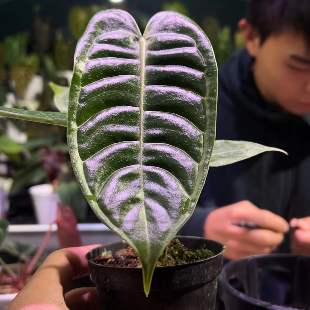 完全开放火鹤王花烛