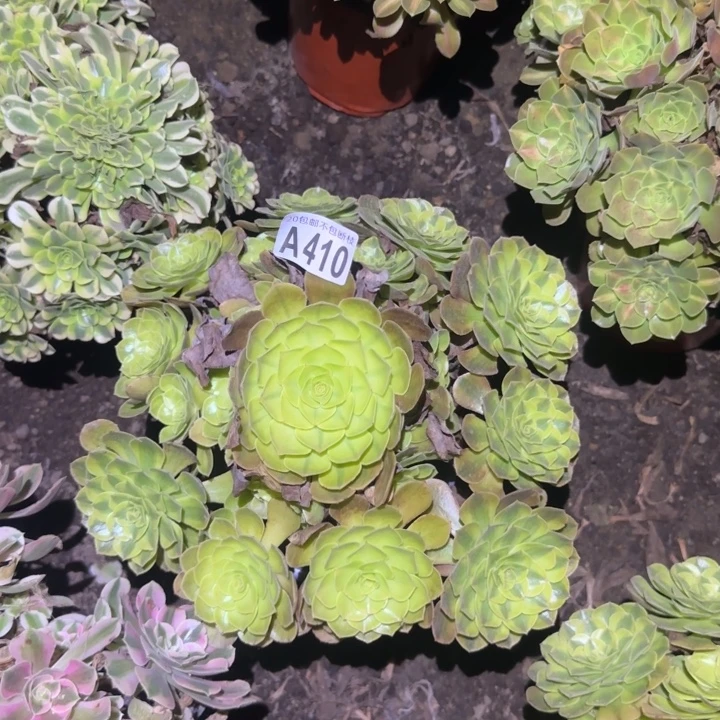 雨何……多肉植物的