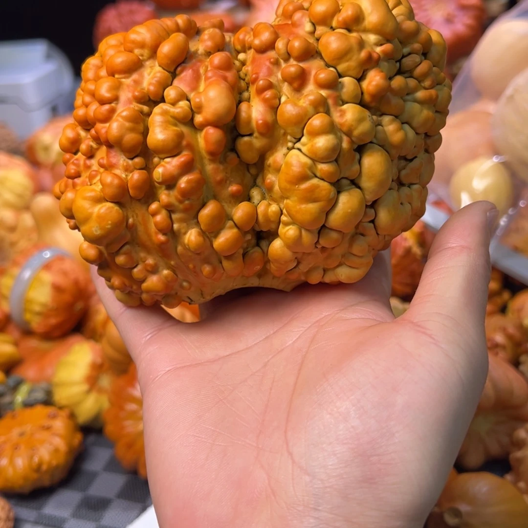 ꧁**꧂墨西哥葫芦疙瘩连体风裂