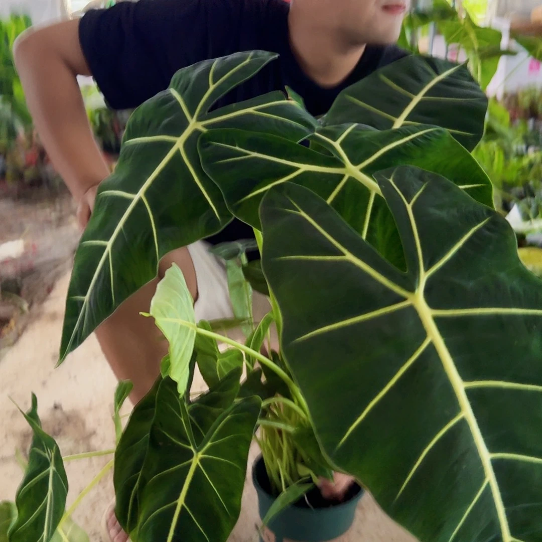 完全开放超大加仑盆绿天鹅一盆