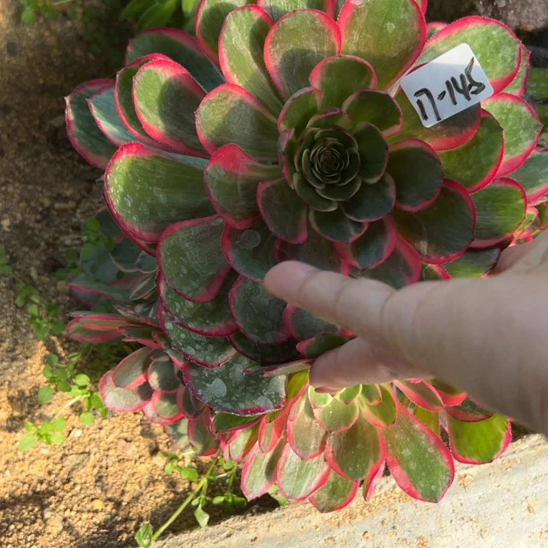 145粉花妖多肉植物