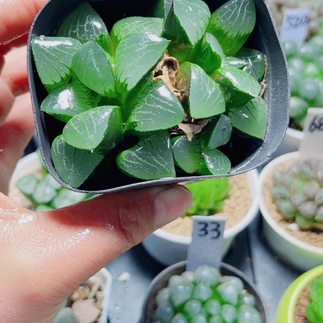 日月潭多肉植物6666