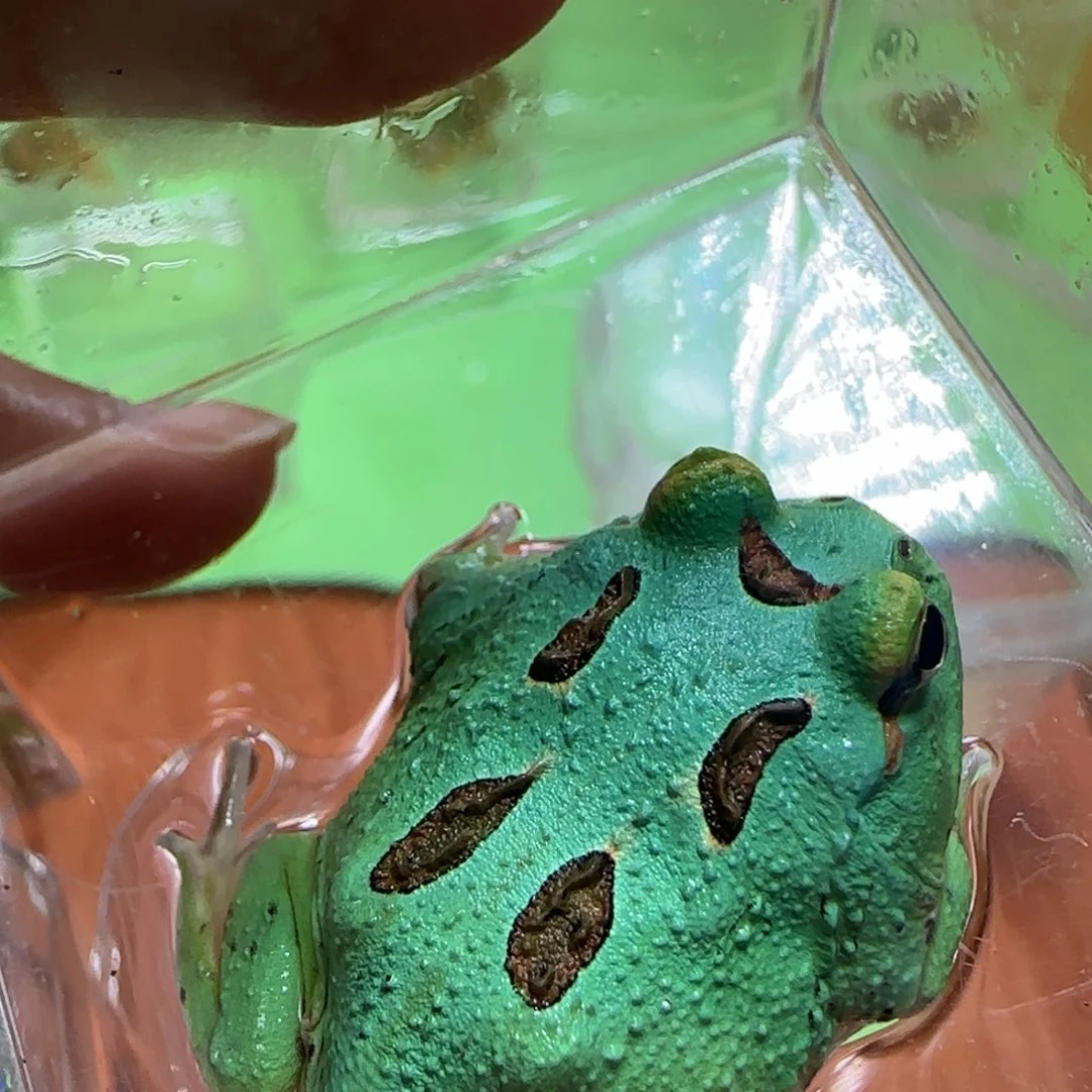 蓝薄荷角蛙非常蓝～～～