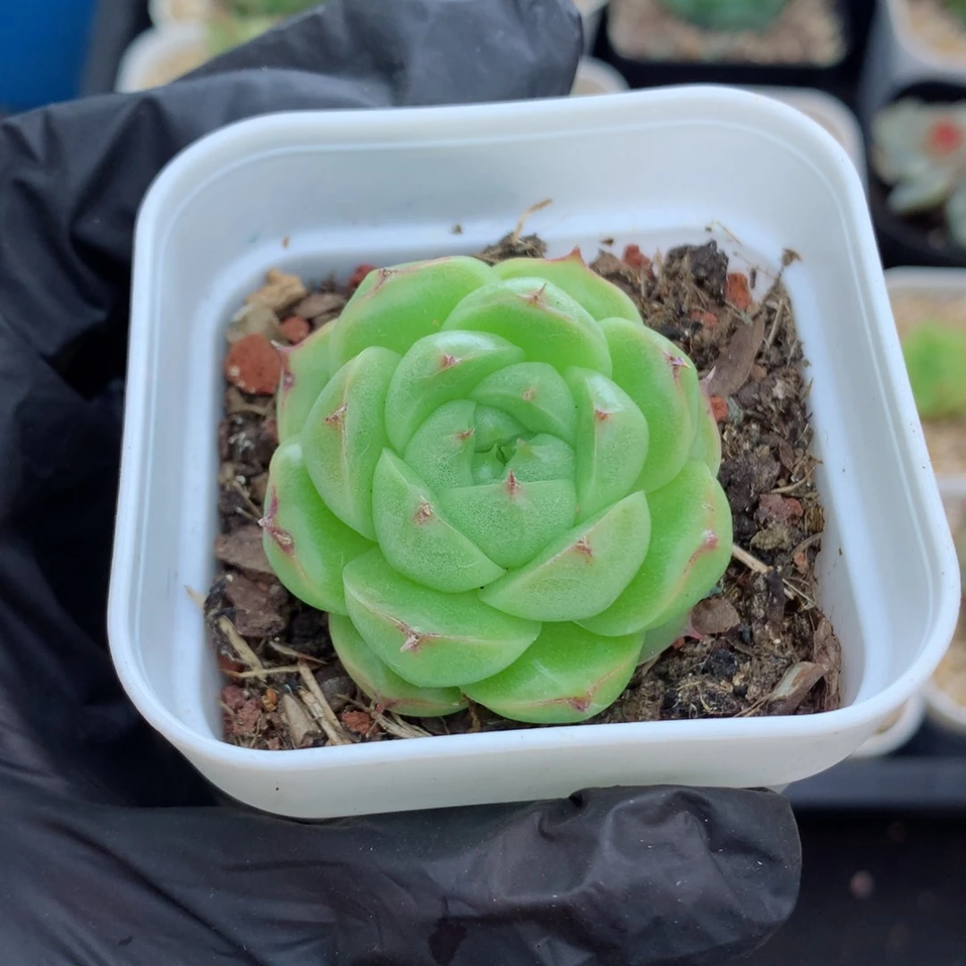 58包邮  群生不包整麦秆104