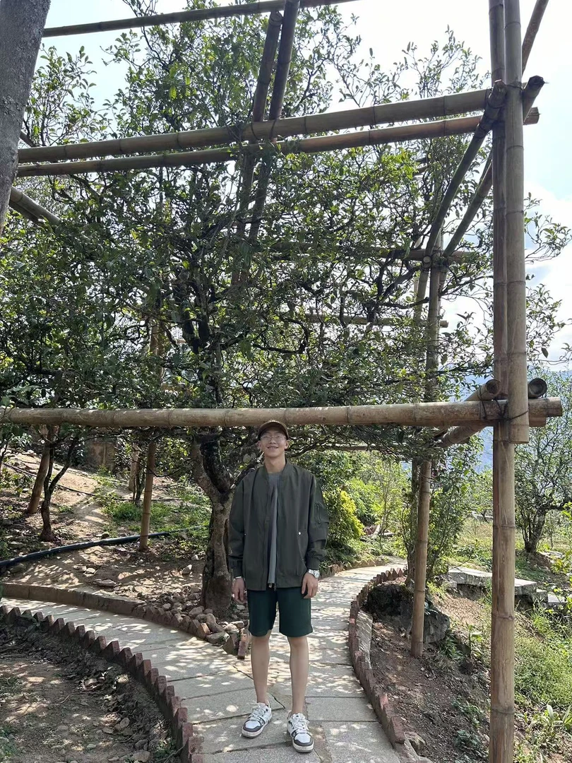 冰岛糯武古树晒红2025年古树生茶