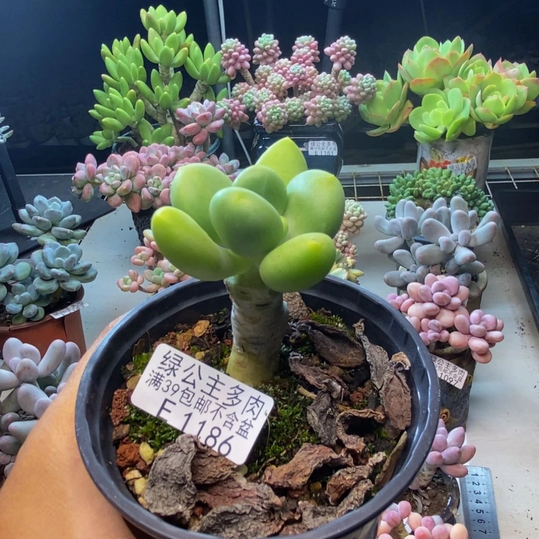 186金蝉芒果奶多肉4c m