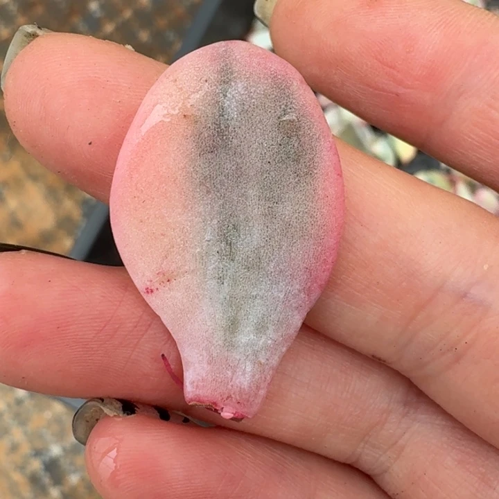 奶茶叶片一物一拍