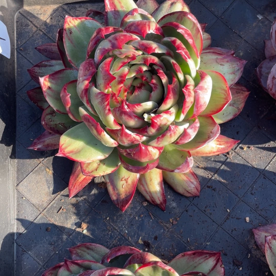 惊鸿仙子冠服19左右