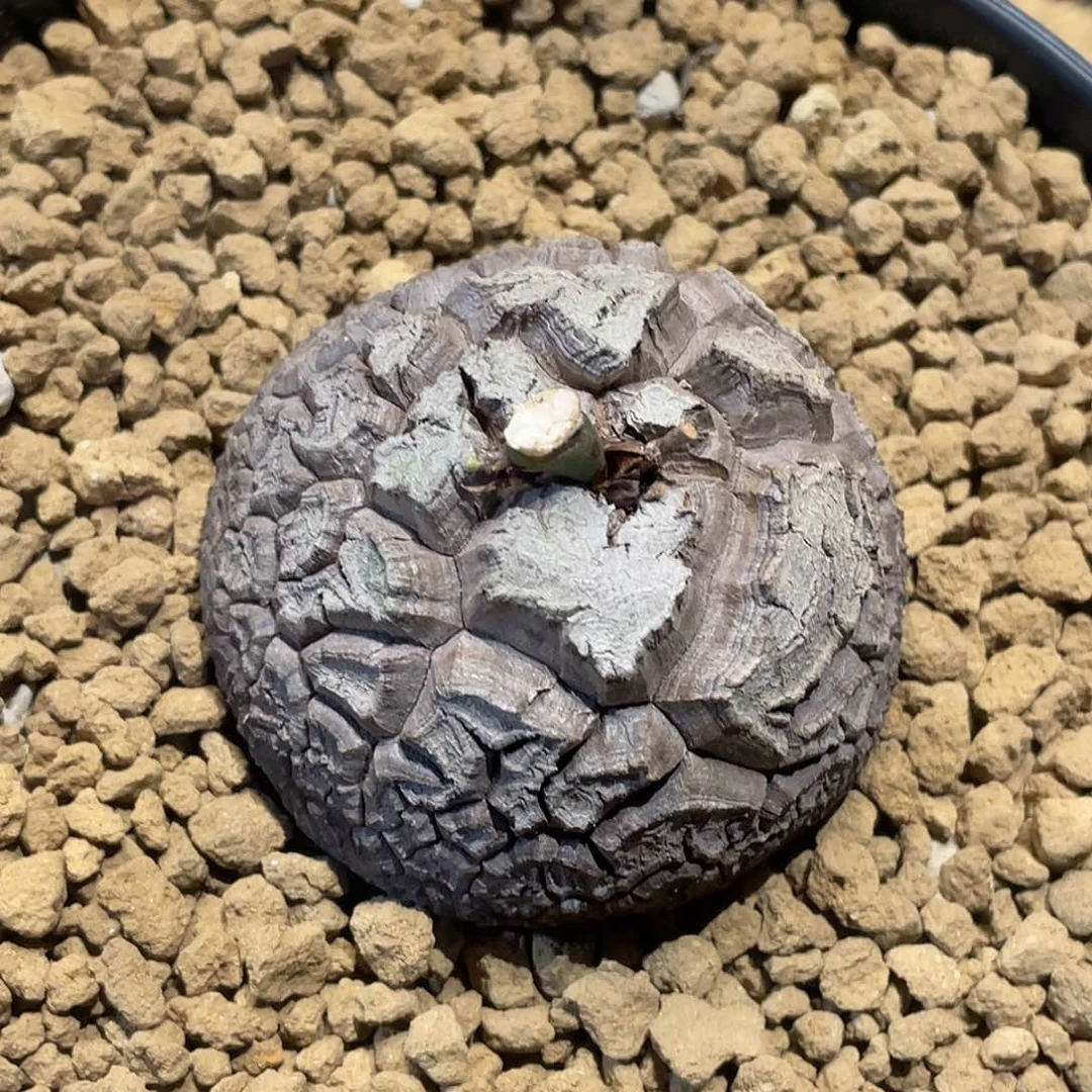 975龟甲龙不退不换