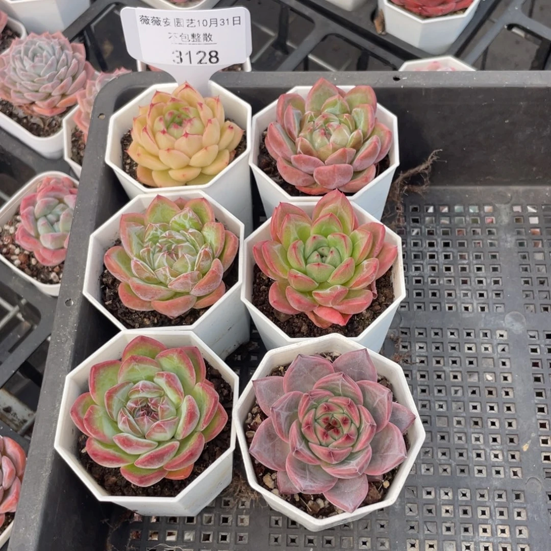 不包整散 盆子不售后3128