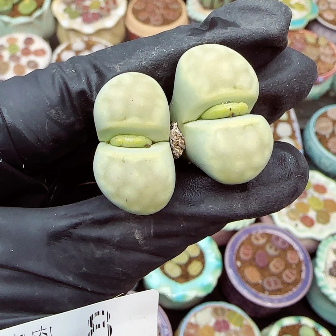 生石花满18包邮1104-8