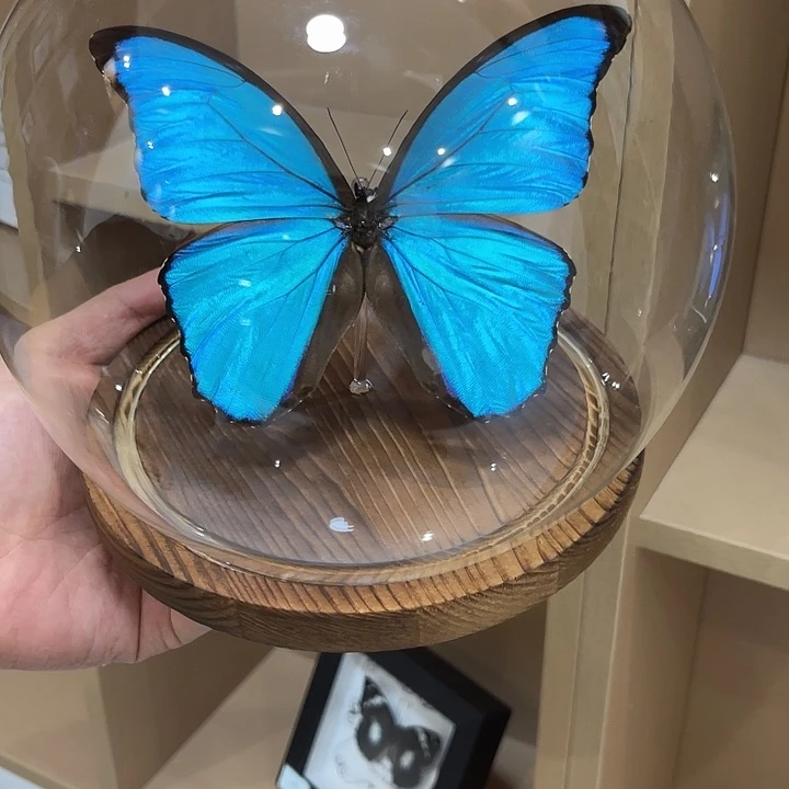 炙***玻璃罩大蓝闪2号蝴蝶