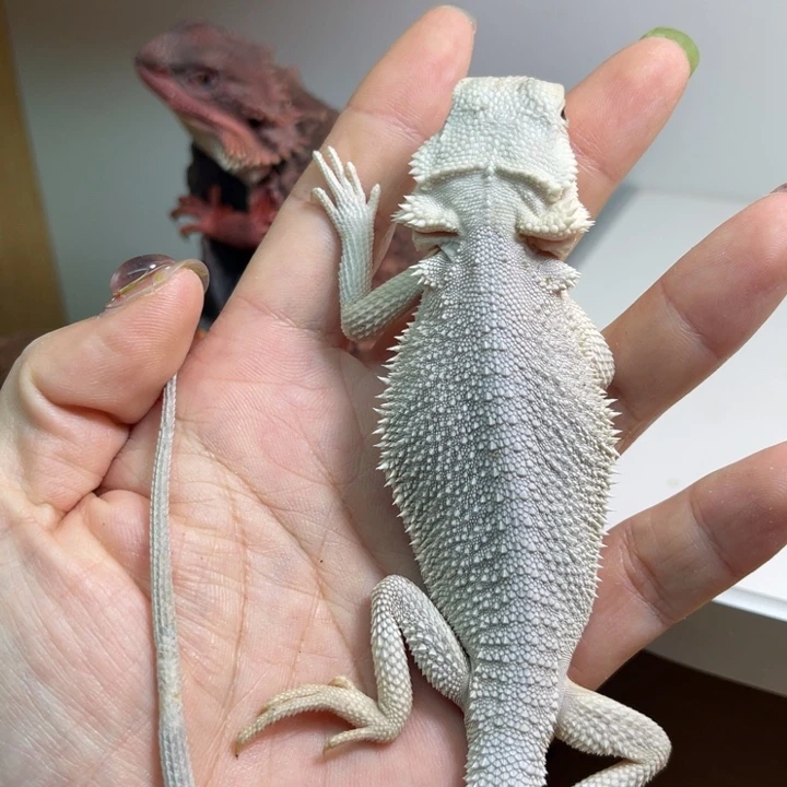 鬃狮蜥超白弟弟呀