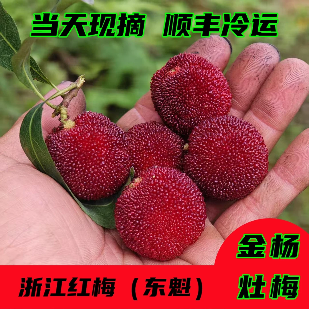 潮阳杨梅 金灶本地浙江红杨梅 东魁杨梅 4斤装