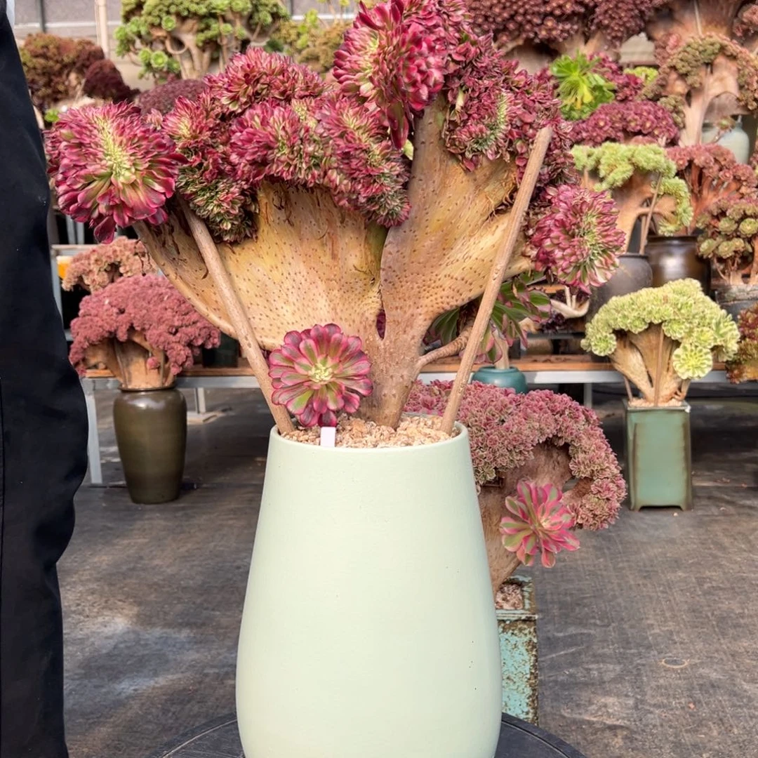 红铜壶超白锦缀化不带盆土