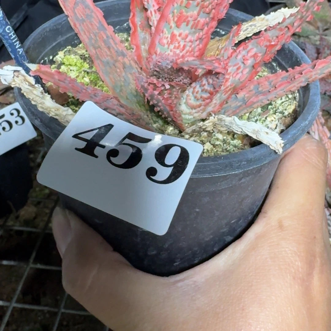 园艺芦荟多肉植物