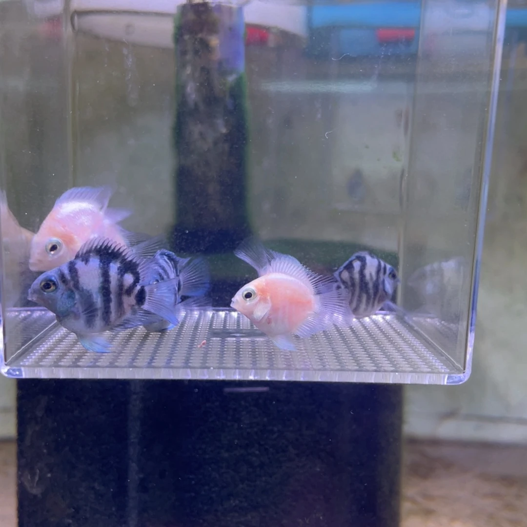 短鲷鱼白金宝蓝一组