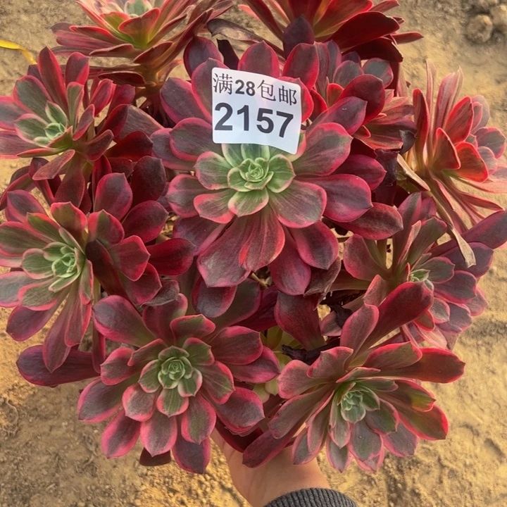 2157婚纱多肉植物