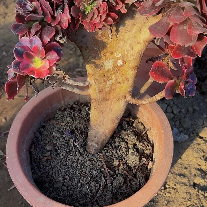 美杜莎缀化245一物一拍