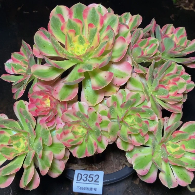 【闪购商品】352多肉