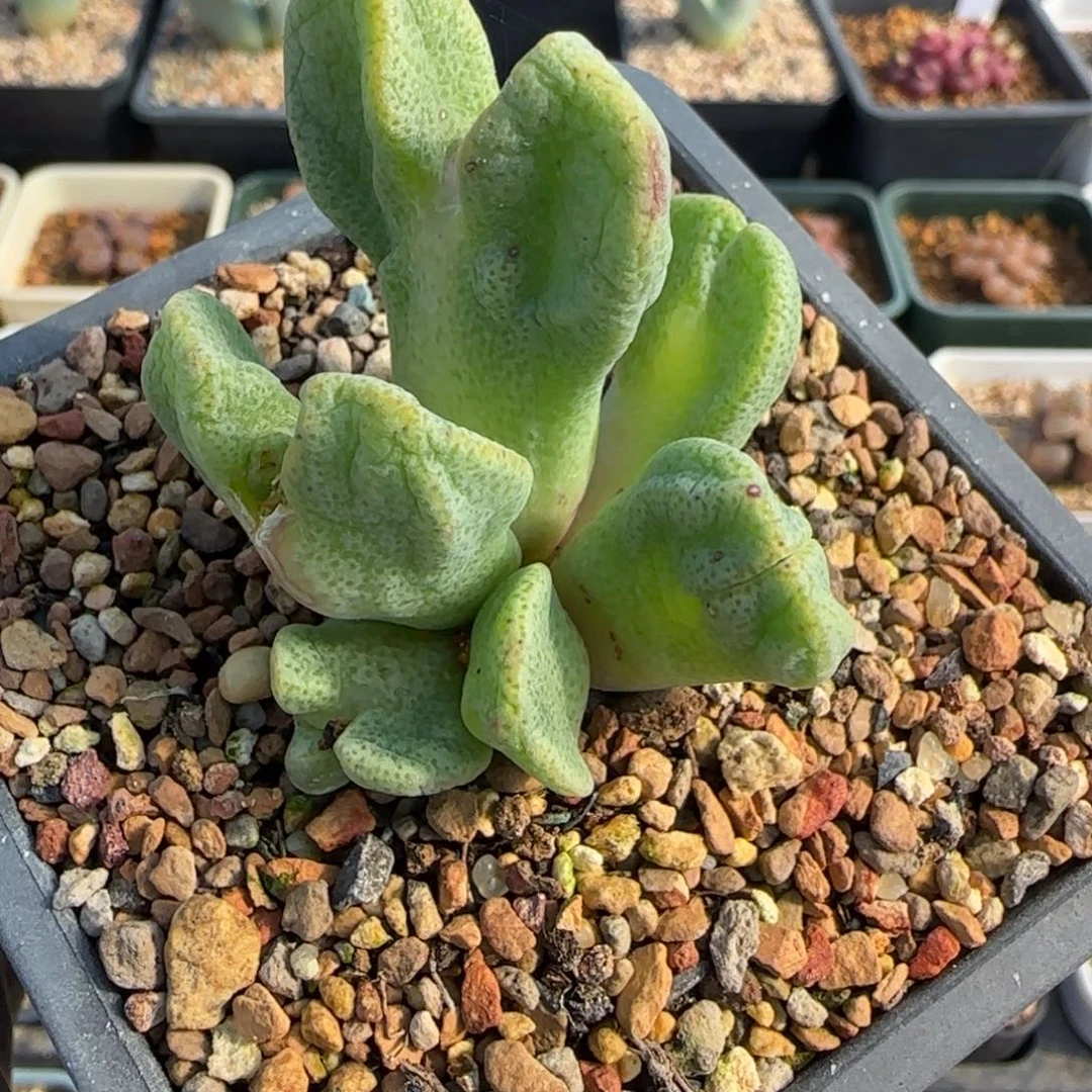 多肉植物巨型鹿角特特11号