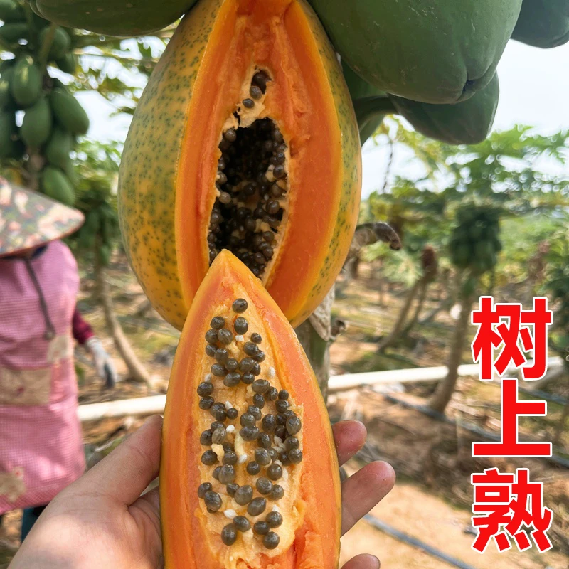 茂名冰糖红心牛奶木瓜产地现摘现发当季应季新鲜孕妇水果自然熟