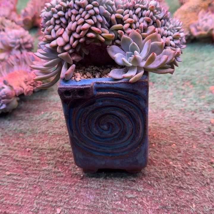 星影树缀无砍多肉