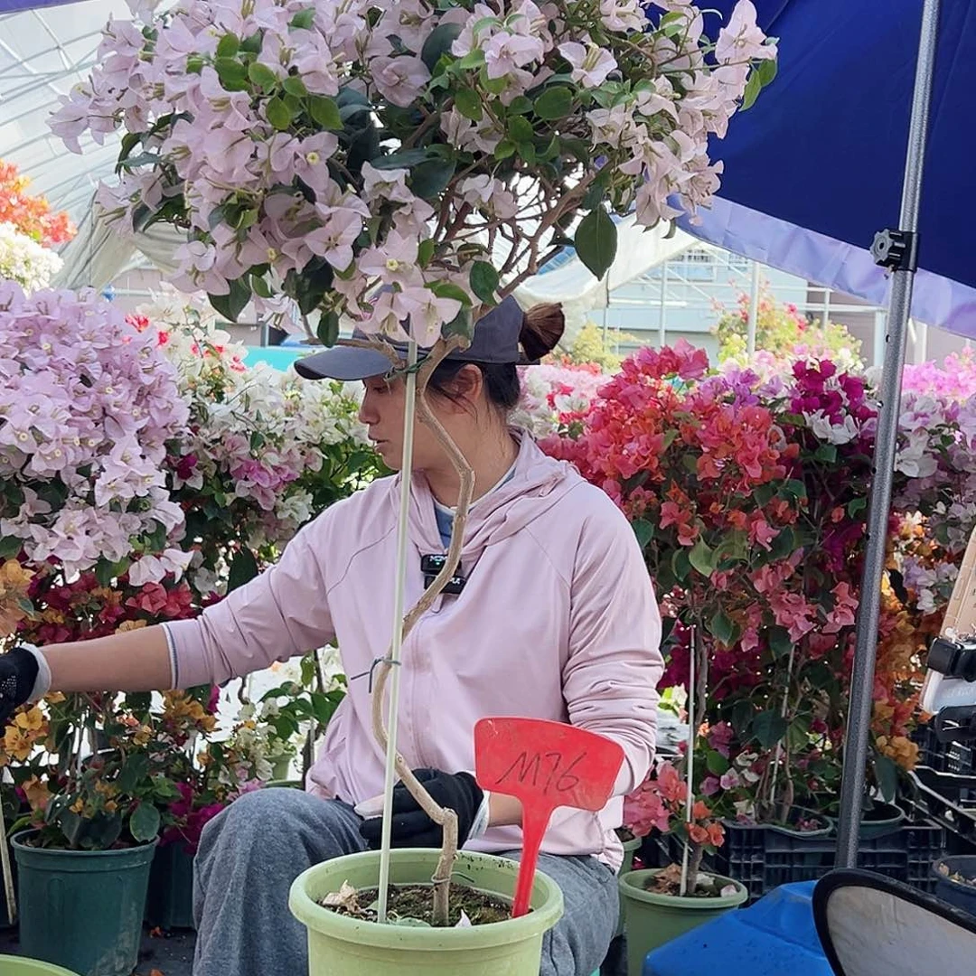 薰***草大部分花苞少量开放M76苹果花