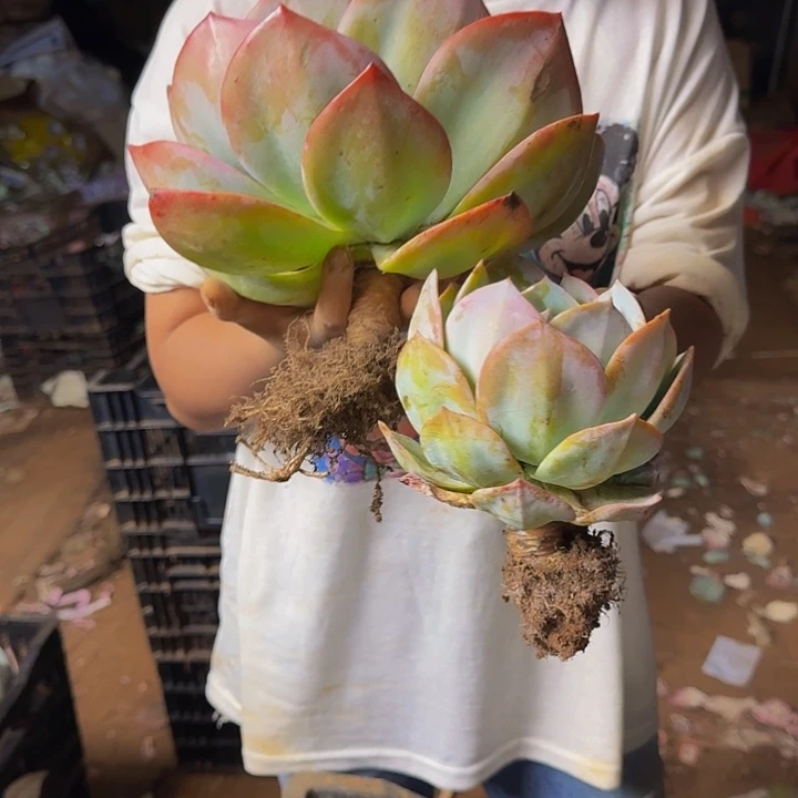 血凤 两个 小 不包损20号