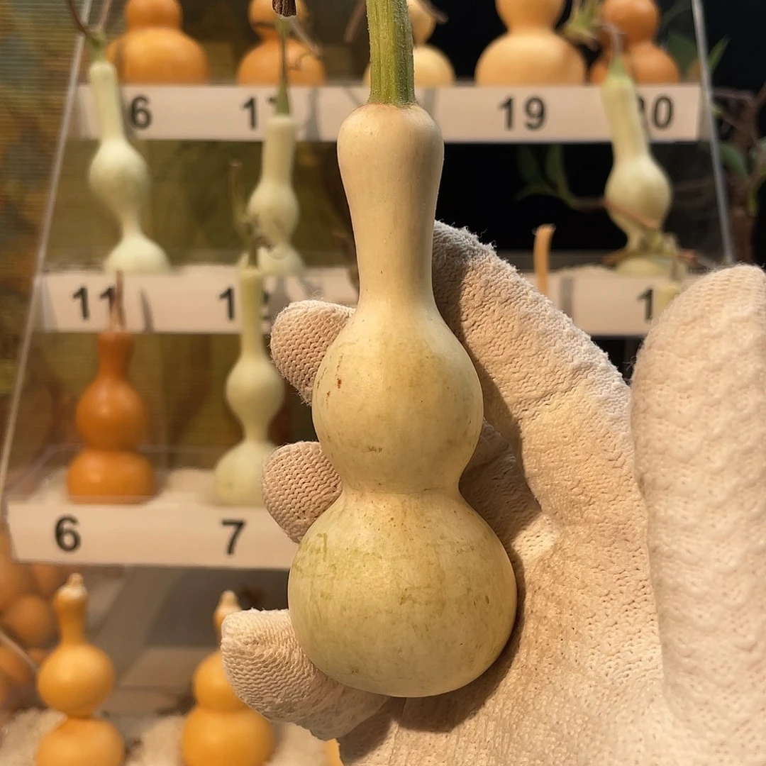 聂***～木葫芦葫芦葫芦葫芦