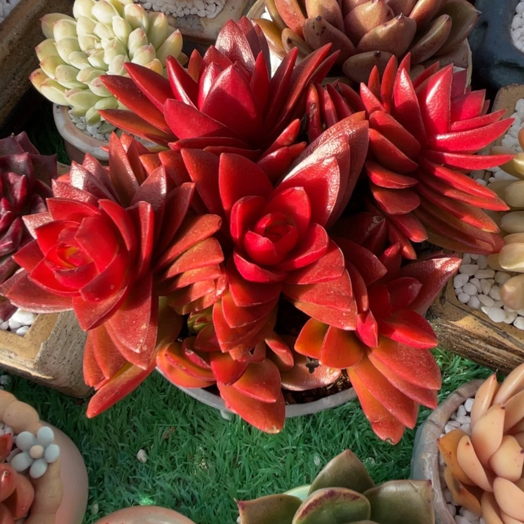 散群多肉植物盆栽