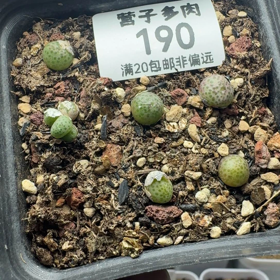 龙猫斑马带盆土。