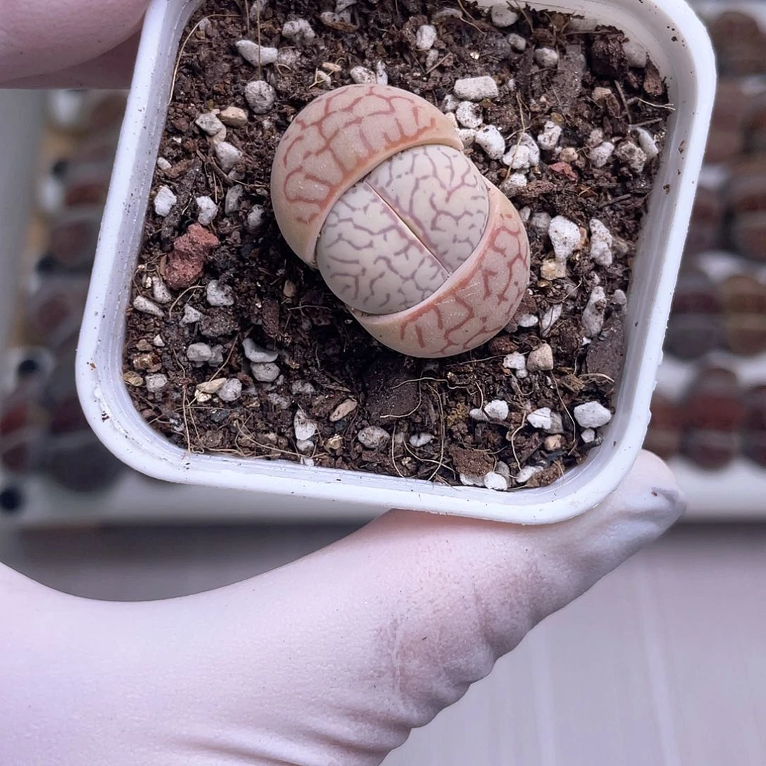 234 带盆土发货……