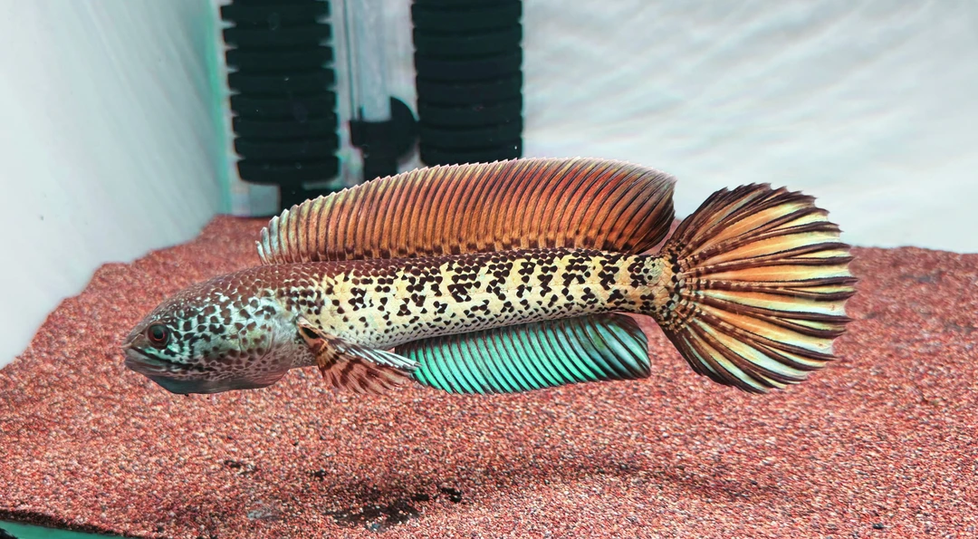 印尼眼镜蛇雷龙鱼一鱼一拍观赏鱼活体发货