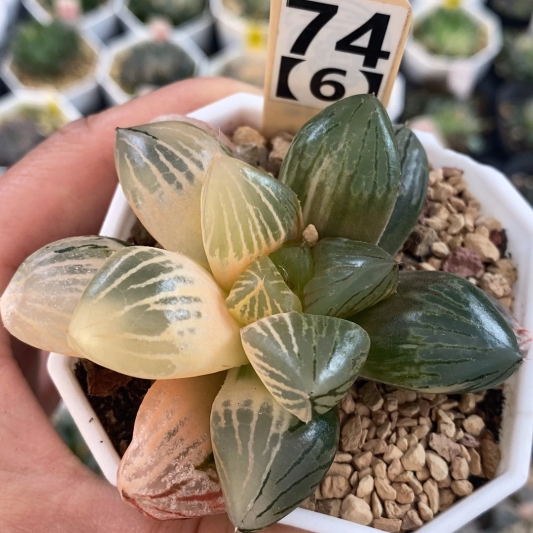 不开花植物746玉潭