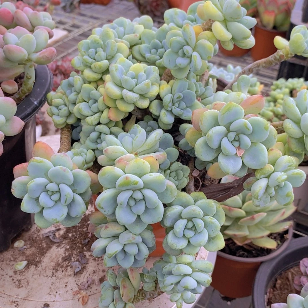 香香劳尔多头群生老桩