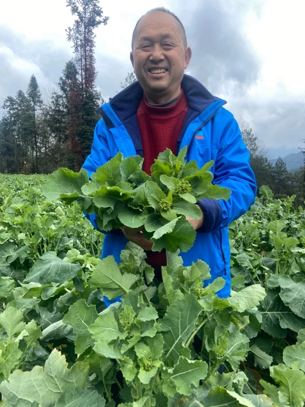 湖北恩施硒菜苔，新鲜采摘，本地高山露天蔬菜
