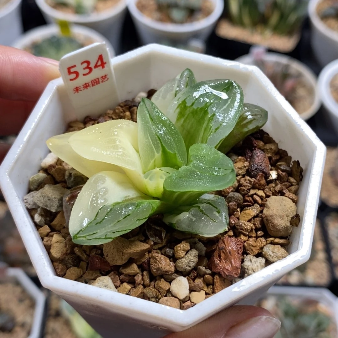 534冰城寿锦一物一图